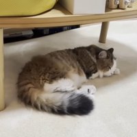 テーブルの下で寝ている猫