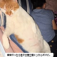枕に頭を乗せて寝ている猫と寝ている子供