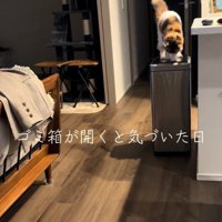 ゴミ箱を開けようとする猫