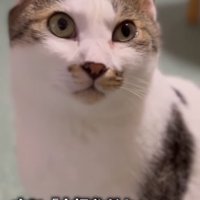 画面斜め右上を見上げるお座りをした猫（字幕あり）