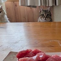 マグロを見つめる猫