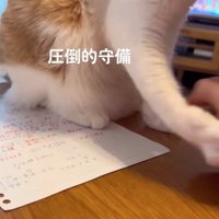 手を除ける猫