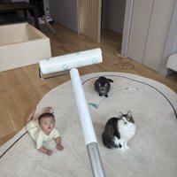 見上げる猫たちと赤ちゃん