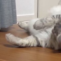 オレンジ色の毛色が混ざった猫の前足