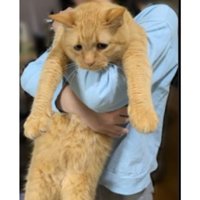 抱かれている猫