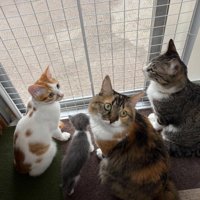 窓際にいる猫たち