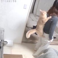 飼い主の背中に張り付いている猫