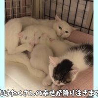 テロップ「これから先は～」