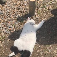 日向ぼっこする猫4