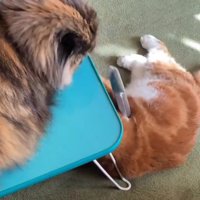 リモコンを落とす猫