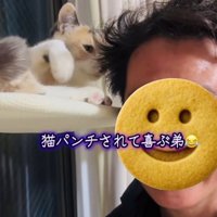 弟に向かって手を振り上げる三毛猫