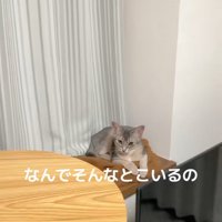 のんびり休む猫