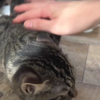 撫でられている子猫