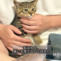 抱っこされる子猫