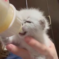 目を細めながらミルクを飲む子猫