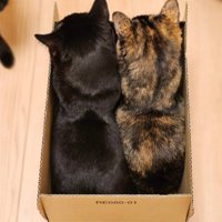 段ボールに入った2匹の猫の後ろ姿