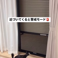 シャッターを見る猫たち