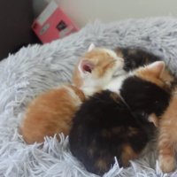 クッションの上の4匹の子猫の内1匹があくびをしている