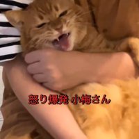 怒った顔の猫