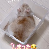 ケースに入る猫
