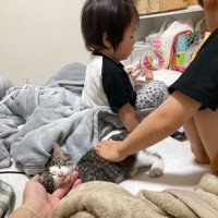なでられている子猫