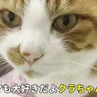 茶トラ猫の顔のドアップ