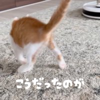 威嚇する子猫