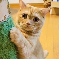 爪を研ぐスコティッシュフォールド