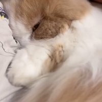 眠る猫のアップ