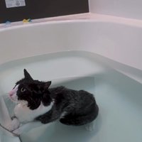 入浴する猫
