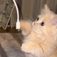 右前足で何度もスマホのコードを叩く子猫