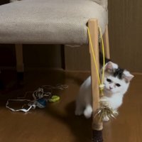 おもちゃにじゃれる子猫
