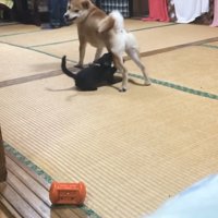 柴犬と遊ぶ黒猫の子猫