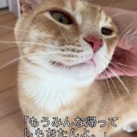 なでられる猫