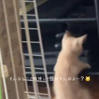 床に座る猫