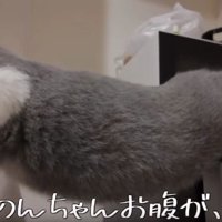 キッチンにいる猫