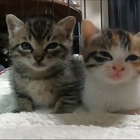 こちらを見るふたり