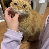 顔をなでられる猫