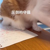 前足で手を退ける猫