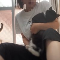 人に抱っこされる猫