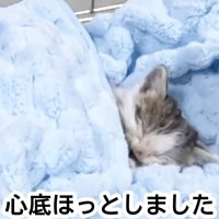 毛布に包まれて寝る子猫