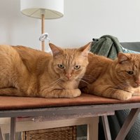 並んで座る猫2匹