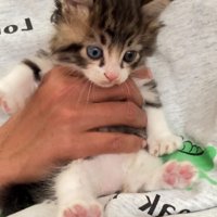 手で持たれている子猫