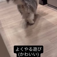 振り向いている猫
