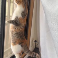 立って外を見る猫