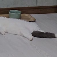 仰向けになって寝ている猫の足