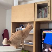 ジャンプしようとする茶トラ猫