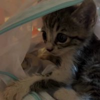 保護された子猫