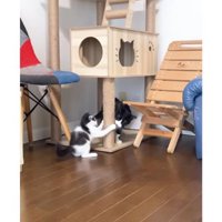 室内にいる猫たち