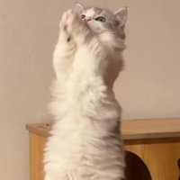 立ち上がりながら、上を向いて前足を顔の前で合わせる猫